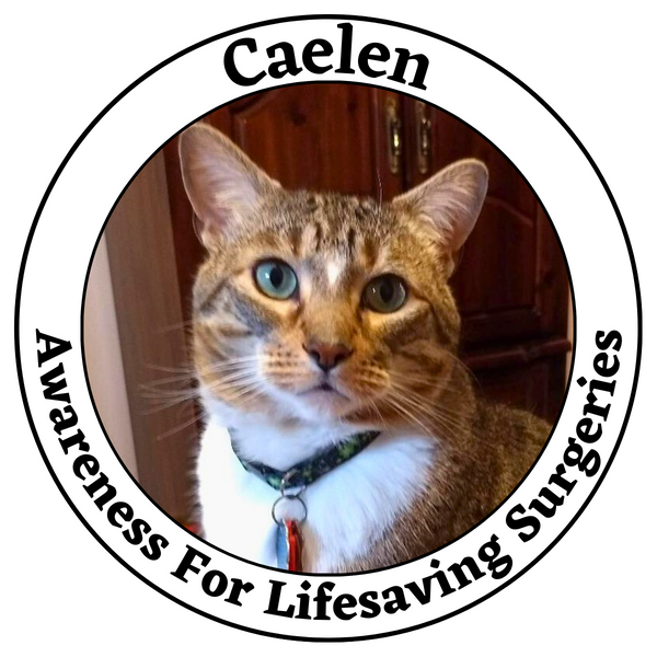 Cat Health Awareness- Lifesaving Feline Surgeries
