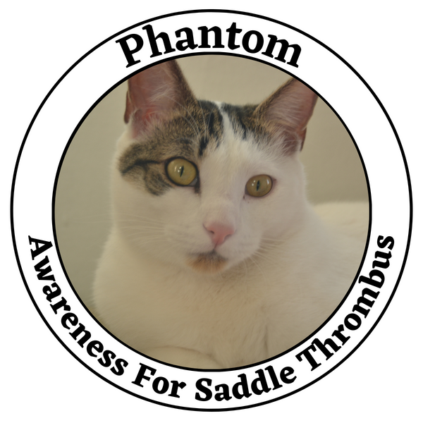 Cat Health Awareness- Feline Saddle Thrombus