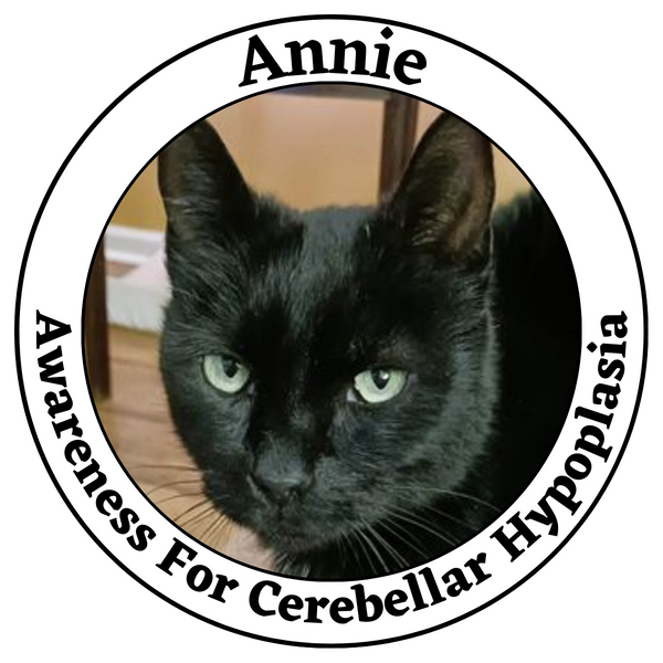 Cat Health Awareness- Cerebellar Hypoplasia