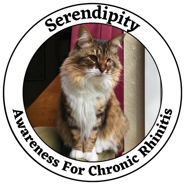 Cat Health Ambassador Serendipity